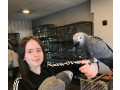 african-grey-parrots-for-sale-small-2