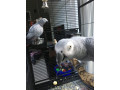 african-grey-parrots-for-sale-small-0