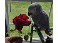 african-grey-parrots-for-sale-small-3