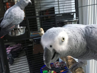 African Grey Parrots For sale