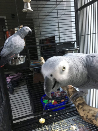 african-grey-parrots-for-sale-big-0