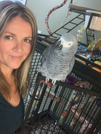 african-grey-parrots-for-sale-big-1