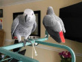 beautiful-congo-african-grey-parrots-for-sale-small-0