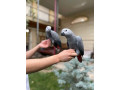 beautiful-congo-african-grey-parrots-for-sale-small-2