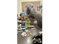 beautiful-congo-african-grey-parrots-for-sale-small-4