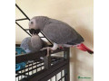 beautiful-congo-african-grey-parrots-for-sale-small-1