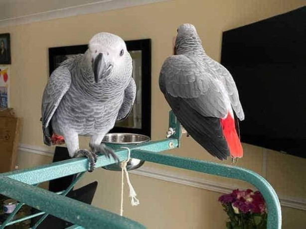 beautiful-congo-african-grey-parrots-for-sale-big-0