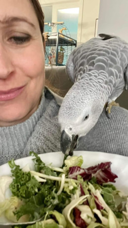 beautiful-congo-african-grey-parrots-for-sale-big-3