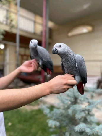 beautiful-congo-african-grey-parrots-for-sale-big-2