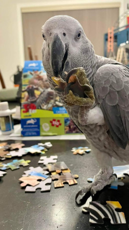 beautiful-congo-african-grey-parrots-for-sale-big-4