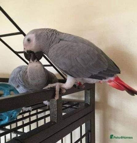 beautiful-congo-african-grey-parrots-for-sale-big-1